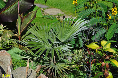 Ttachycarpus princeps